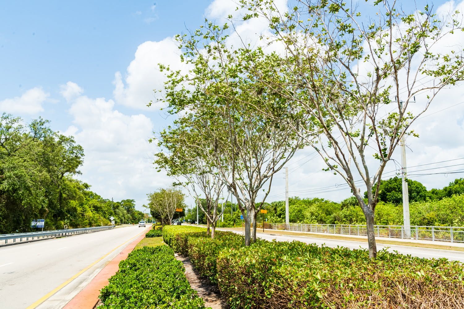 Mainguy-maintained median landscaping with hedges and trees along a Florida roadway