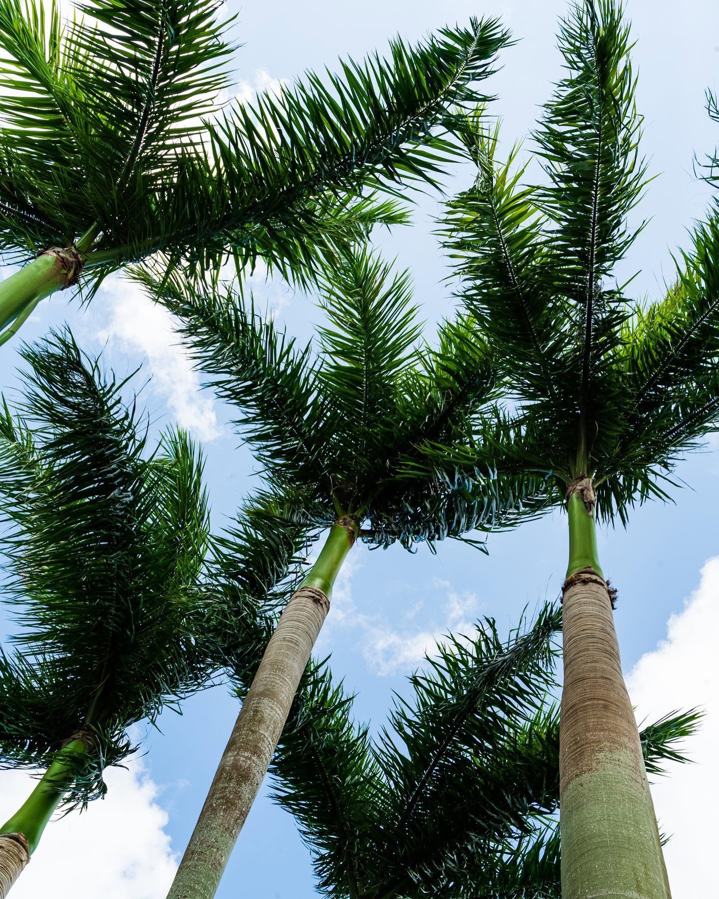 Mainguy crew maintaining palm trees on a commercial property